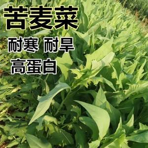 汉堡草菜现连败，保持不稳定状态